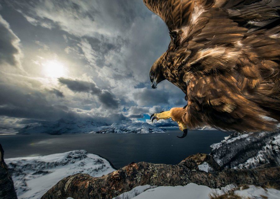 L'aigle agressif aurait été élevé en captivité