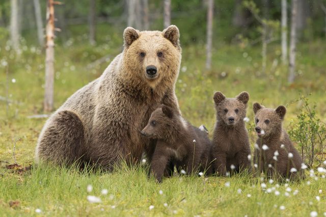 Une touriste suisse et ses enfants se retrouvent face à un ours