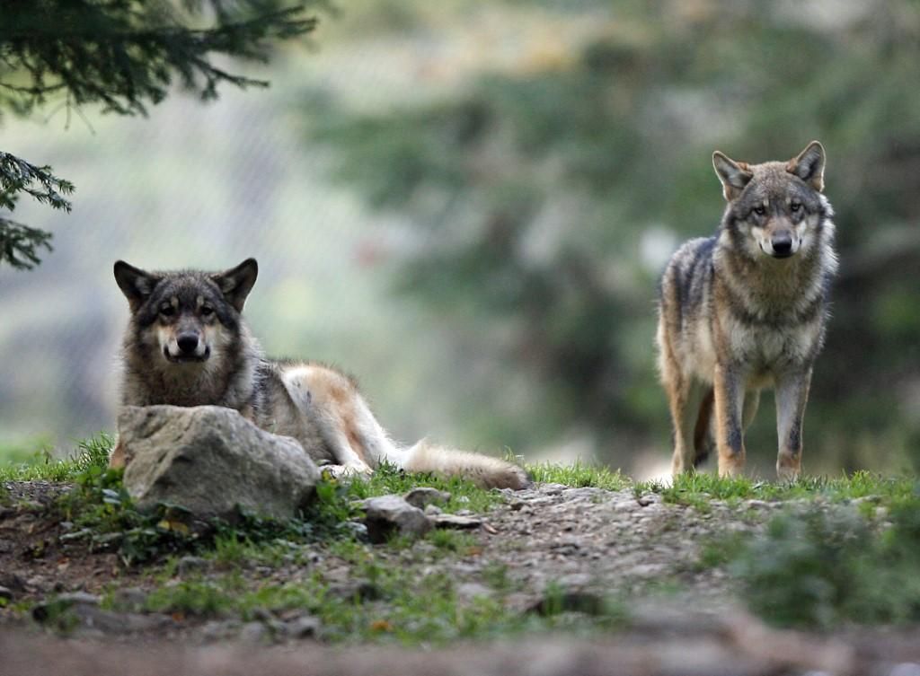 Régulation des loups: Berne remet ça pour cinq mois